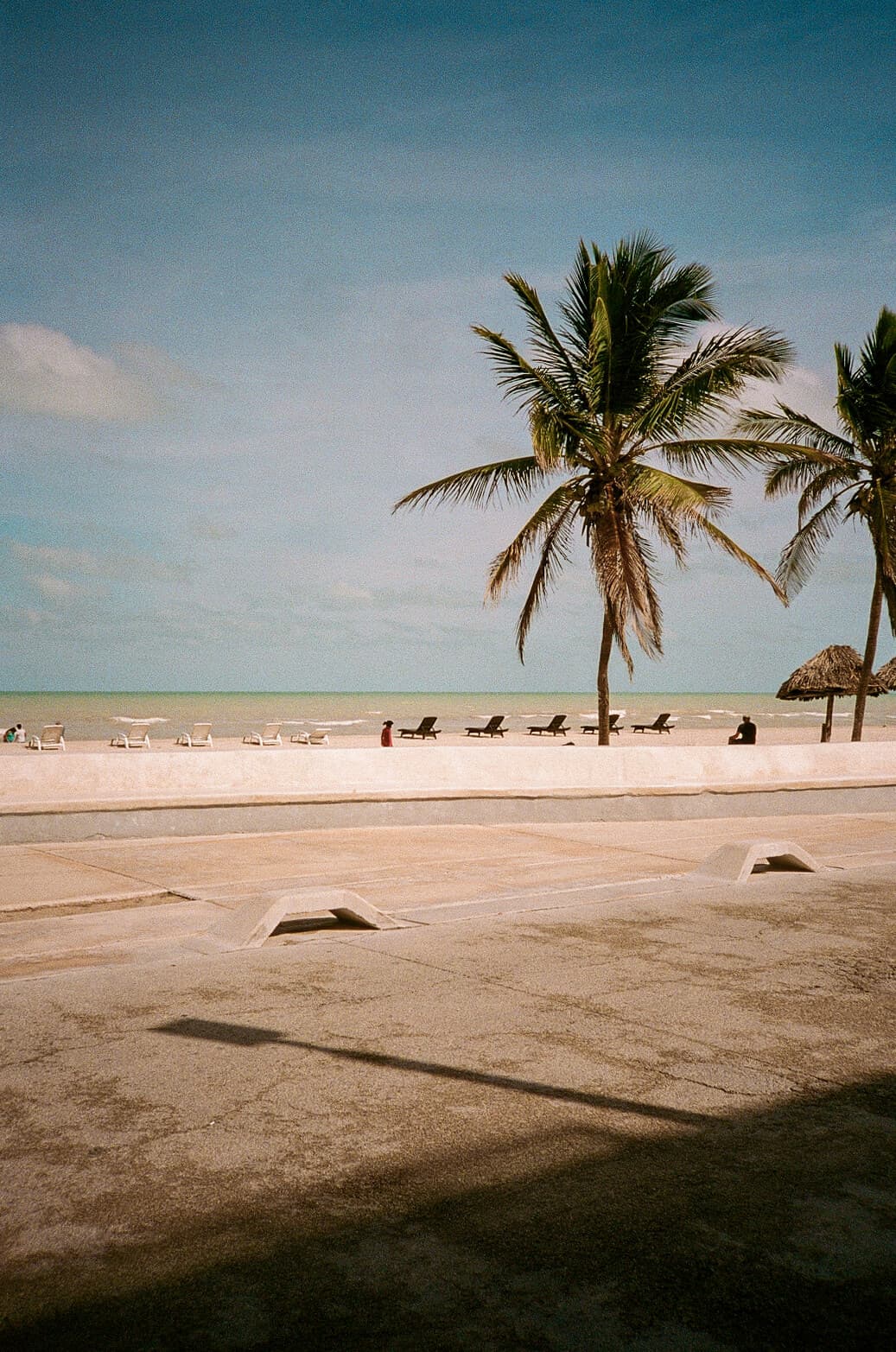 Barthelemy de Mazenod | The Seafront | Palm trees in Progreso, Mexico